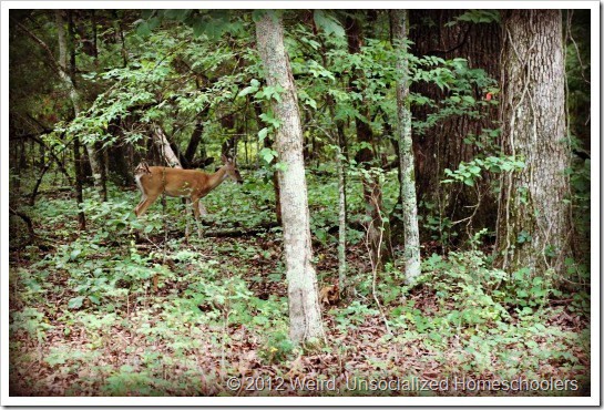 deer deer