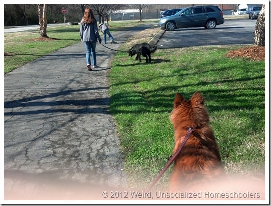 walking dogs walking dogs