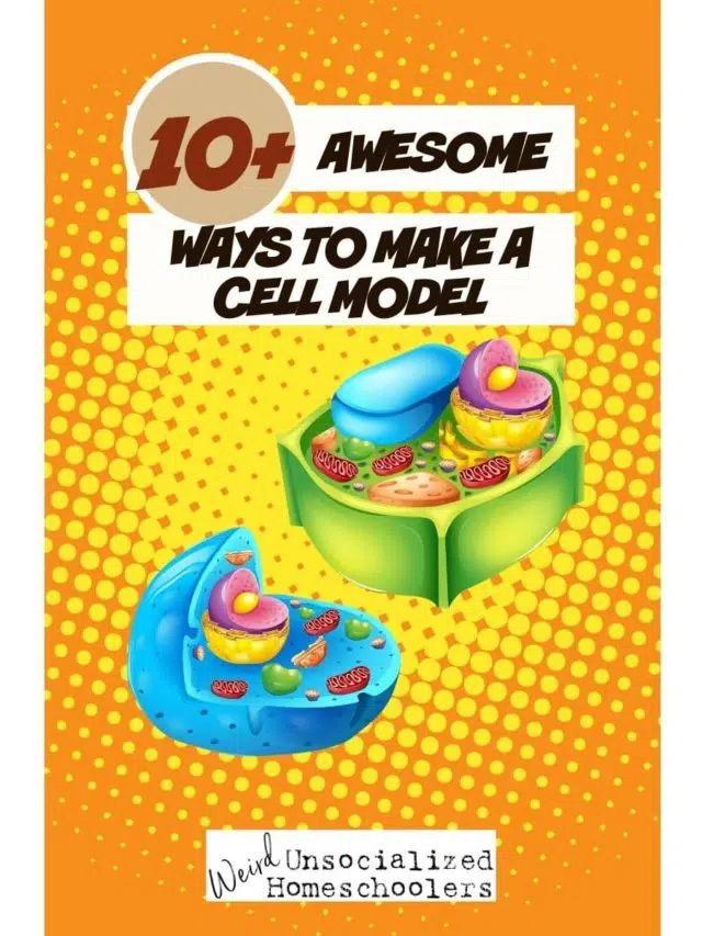 10+ Awesome Ways to Make a Cell Model