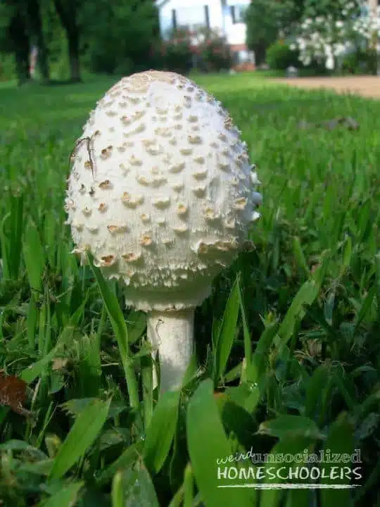 Mushroom 1