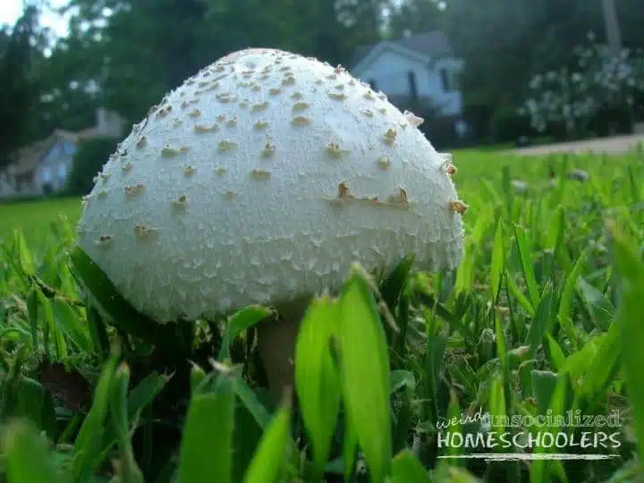 Mushroom 2