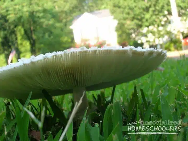 Mushroom 3