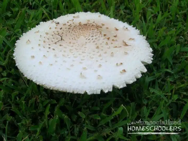 Mushroom 4