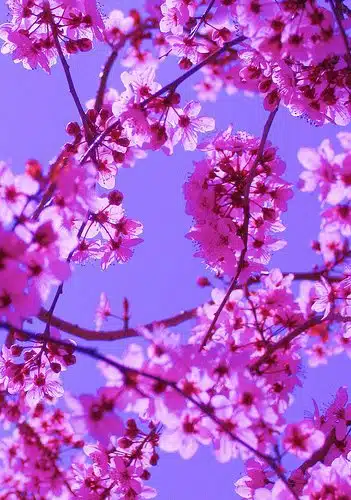 spring