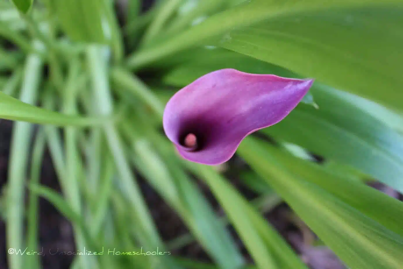 purple flower