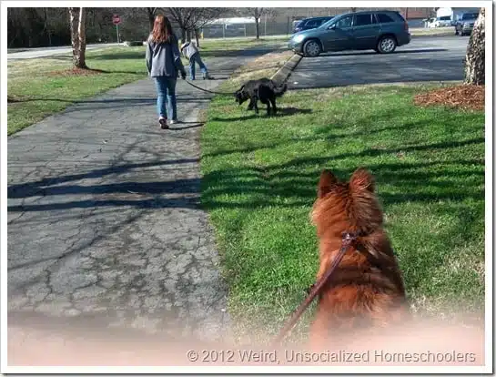 walking dogs walking dogs