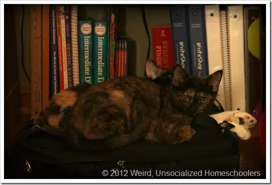 Luna and the Laptop Bag Luna and the Laptop Bag