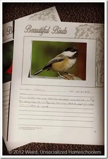 bird notebooking pages bird notebooking pages