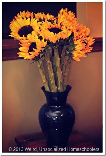 sunflowers sunflowers