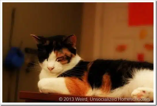 Lazy Cat Lazy Cat
