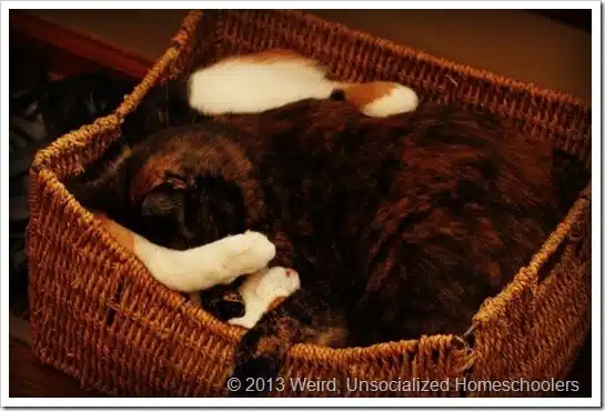 Two kitties in a basket Two kitties in a basket