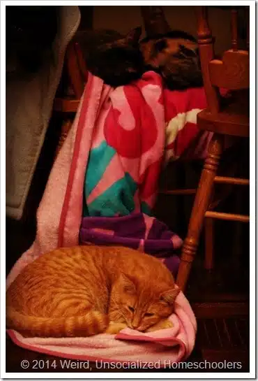 Three Cats Three Cats