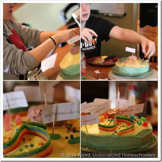 Cell Cake Collage Cell Cake Collage