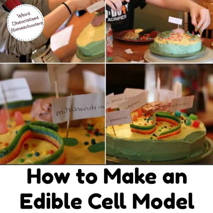 10+ Awesome Ways to Make a Cell Model - Weird, Unsocialized Homeschoolers