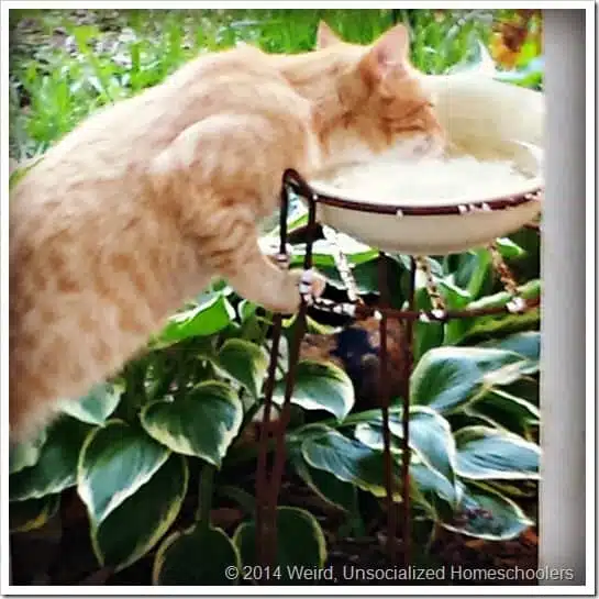 cat cat