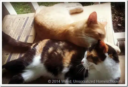 cats cats