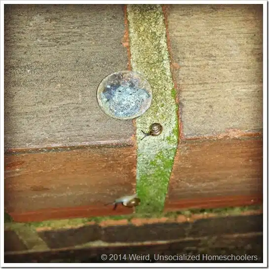 tiny snail tiny snail