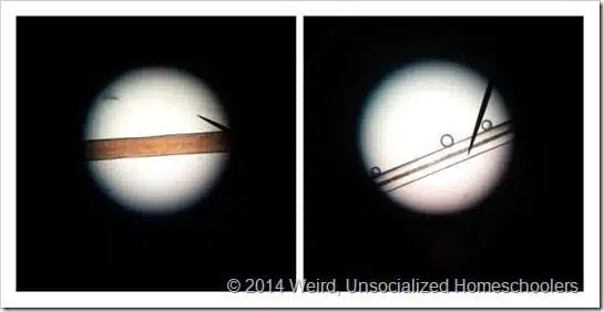 hair strands under microscope hair strands under microscope