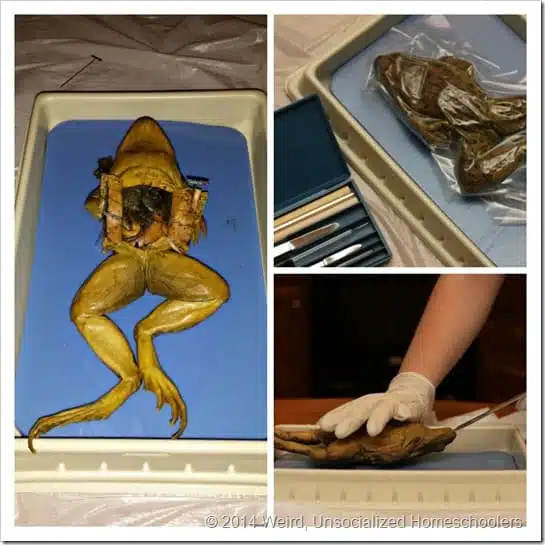 Frog Dissection Collage Frog Dissection Collage