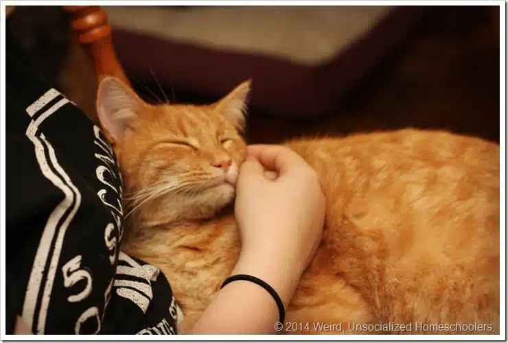 happy cat happy cat
