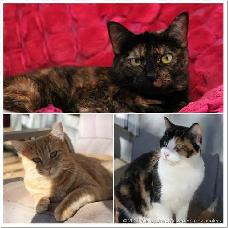 Kitty Collage Kitty Collage