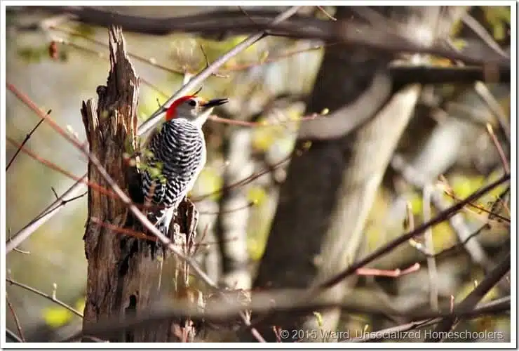 woodpecker woodpecker