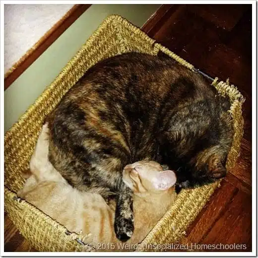 Tortoise shell and orange tabby cats Tortoise shell and orange tabby cats