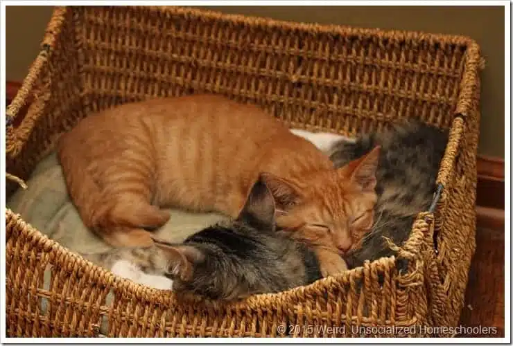 Fur babies Fur babies