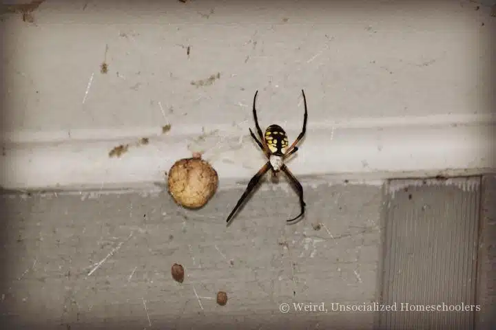 Charlotte's egg sac