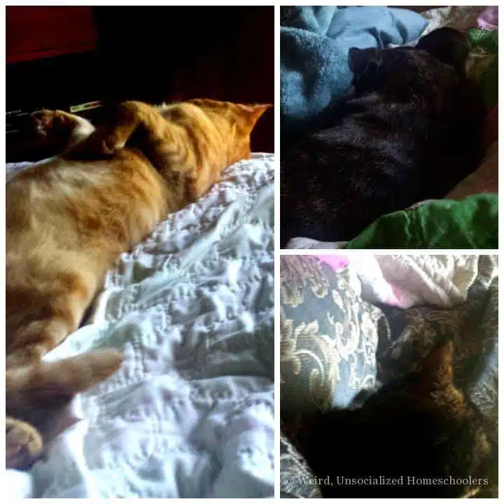 nap buddies