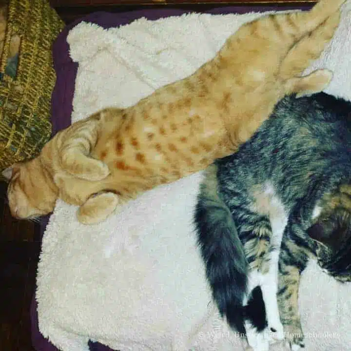 Spoiled cats