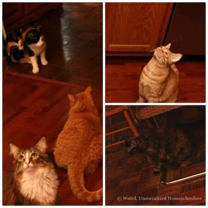 Cats