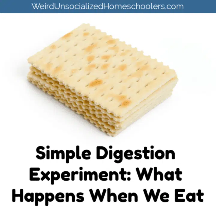 Digestion Experiment