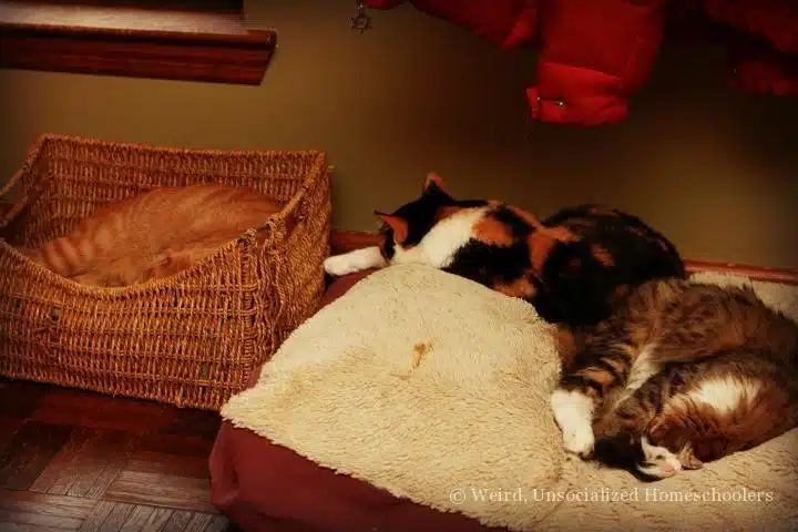 three cats