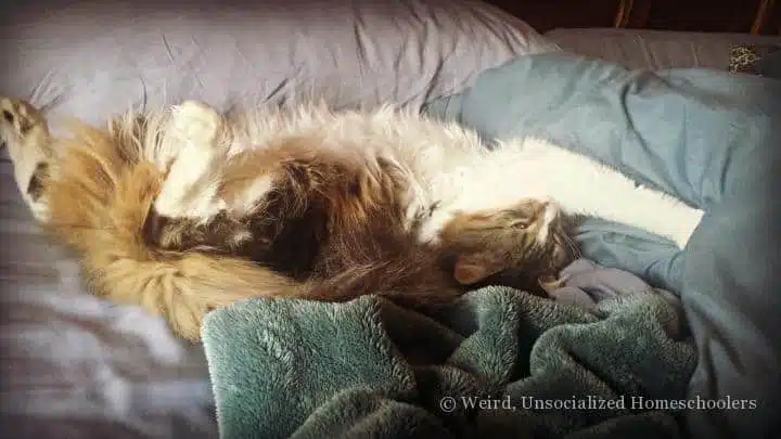 Lazy Chloe