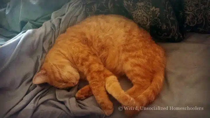 Lazy Gus