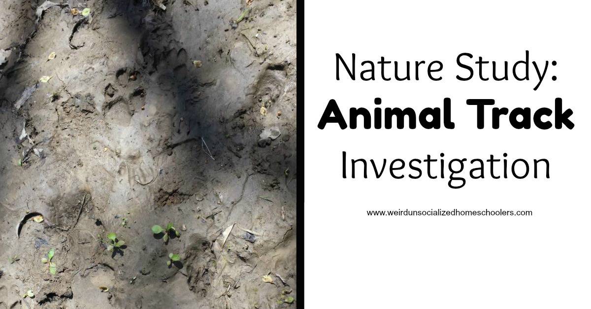 nature study animal tracks
