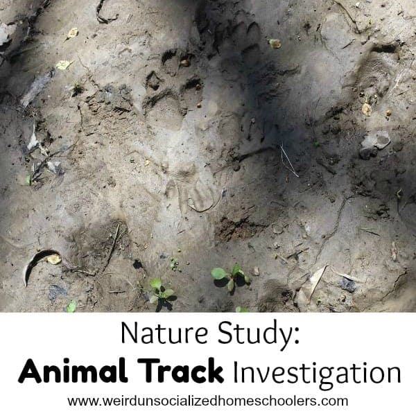 Animal Track Investigation