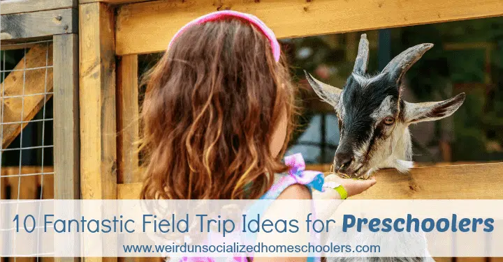 10 Fantastic Field Trip Ideas for Preschoolers