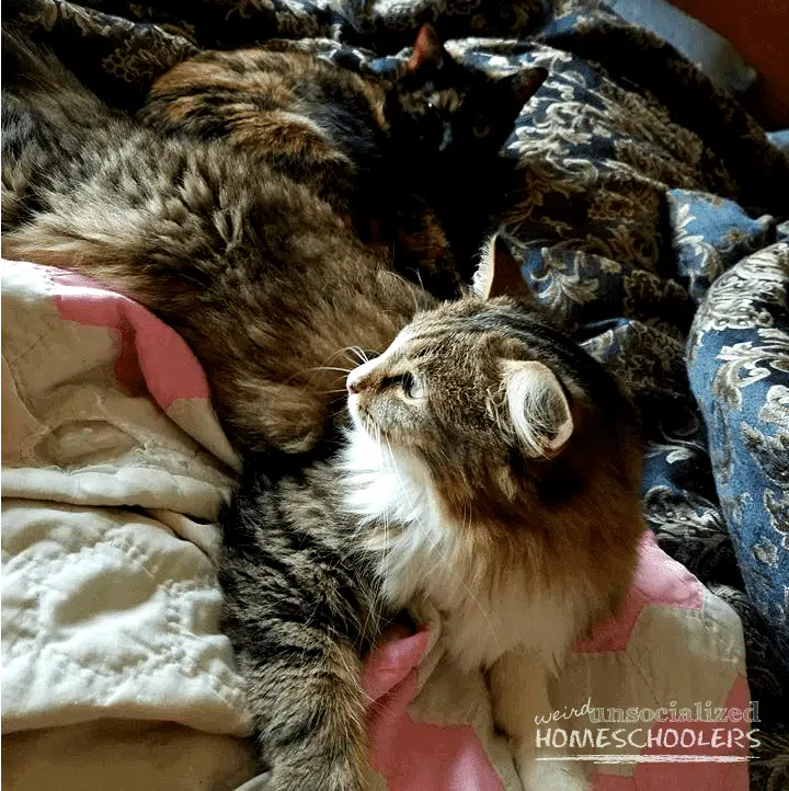 cats