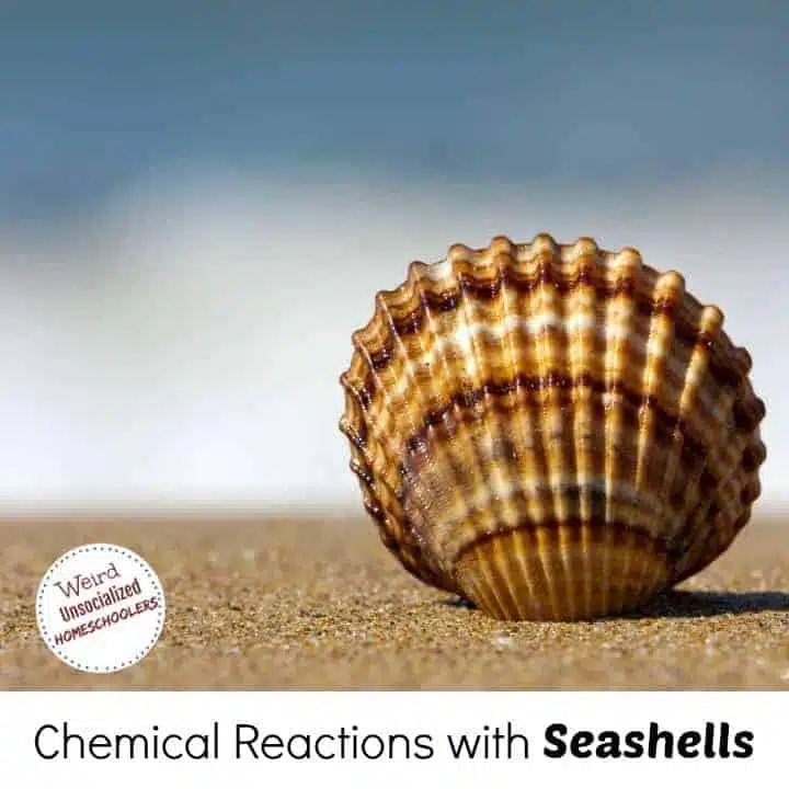 Chemical Reactions with Seashells