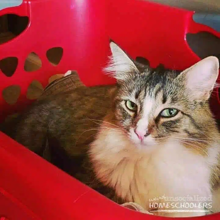 chloe-in-laundry-basket