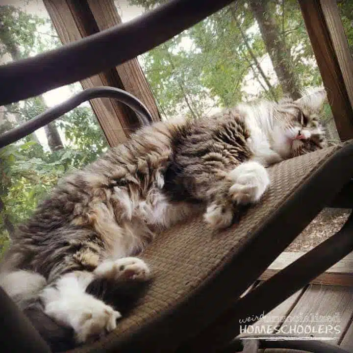 chloe-on-the-deck