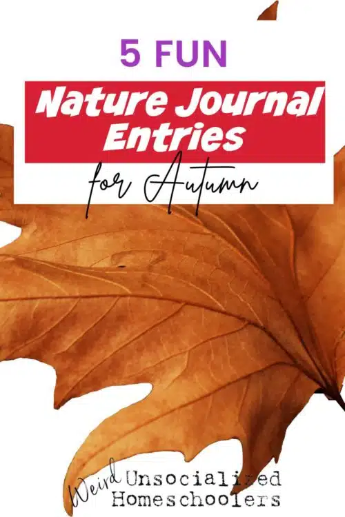 Get outdoors this fall and enjoy the cooler weather with these creative autumn nature study ideas. Try a twist on word finds, wildlife tales, and more.