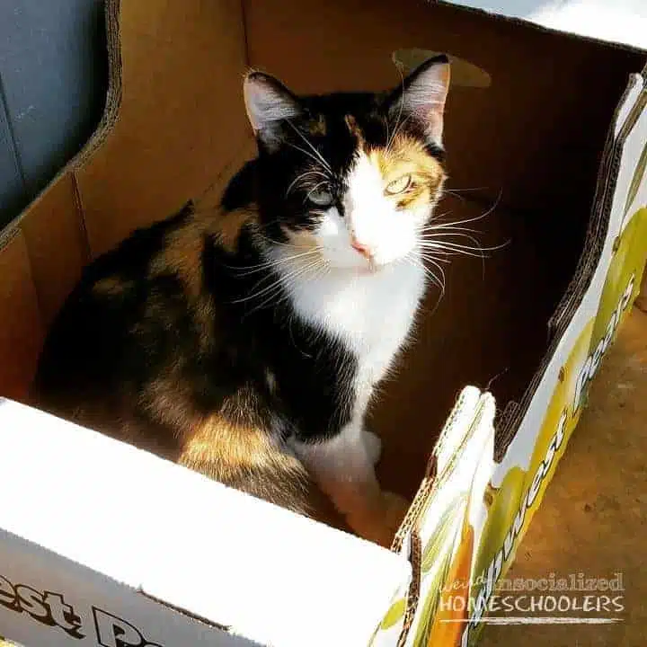 lily-in-a-box