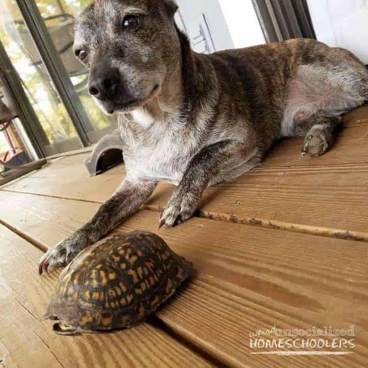 peanuts-turtle
