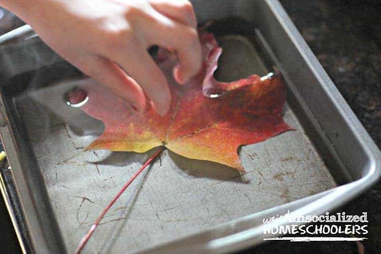 preserving fall leaves with glycerin