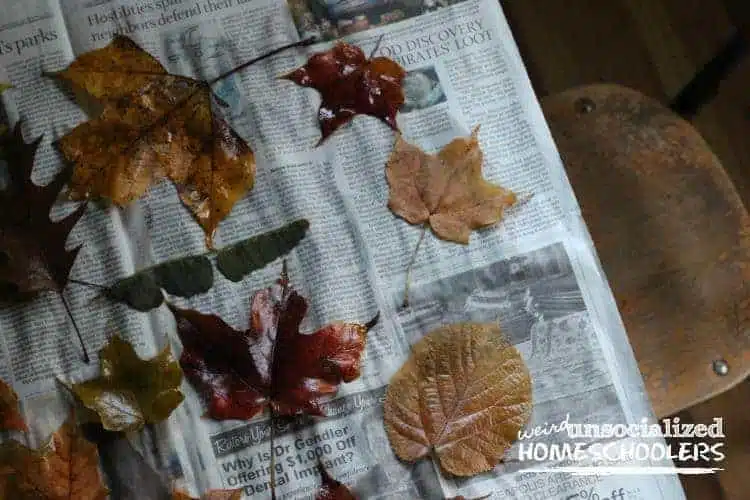 tips for preserving fall leaves