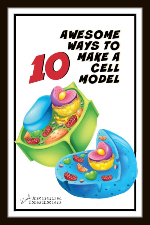 10+ Awesome Ways to Make a Cell Model