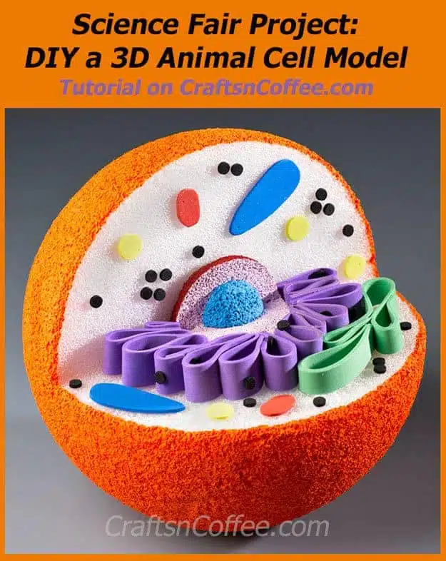 3-d-animal-cell-model
